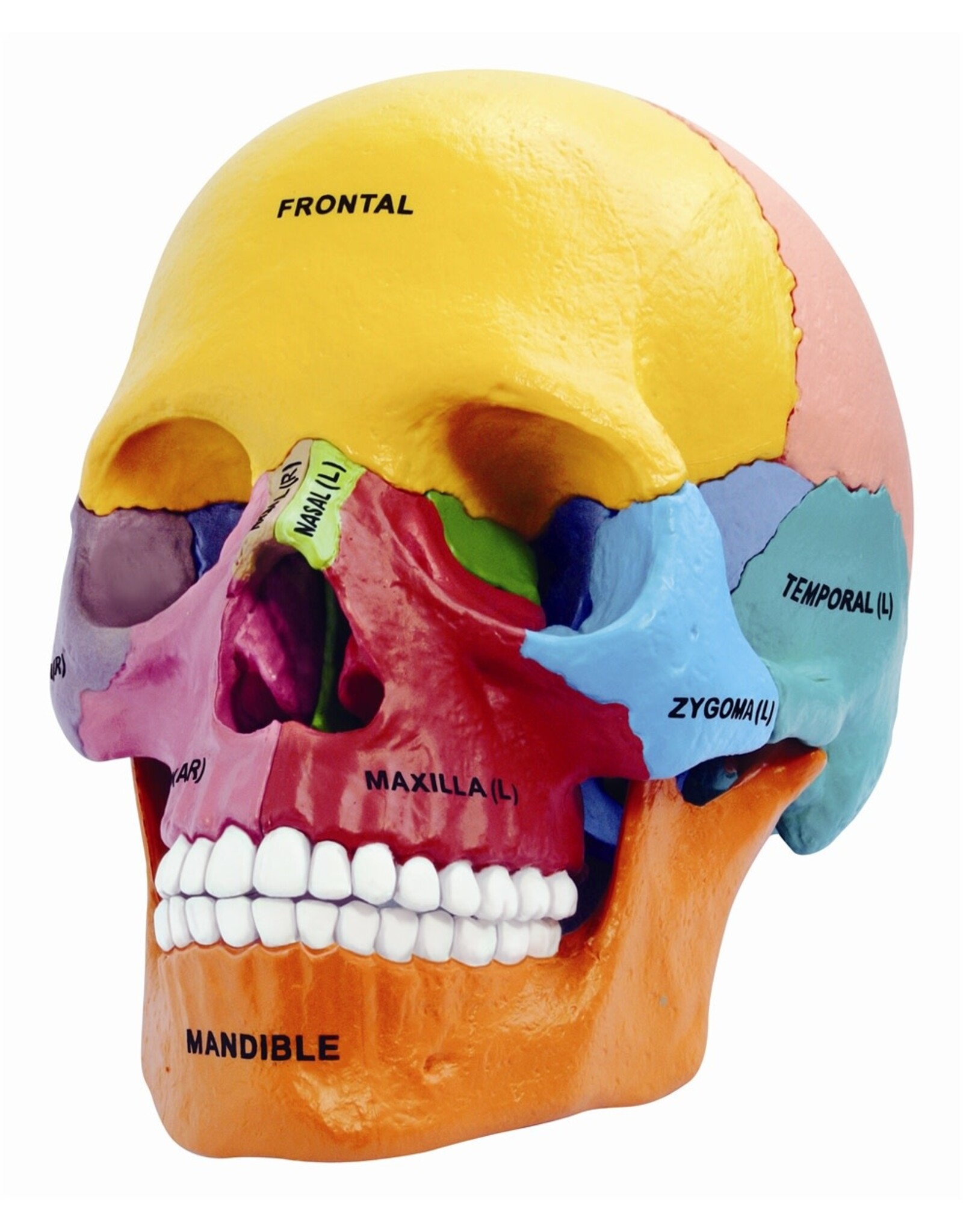 4D Didactic Exploded Human Skull Anatomy Model - 26087