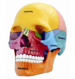 4D Didactic Exploded Human Skull Anatomy Model - 26087