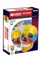 4D Didactic Exploded Human Skull Anatomy Model - 26087