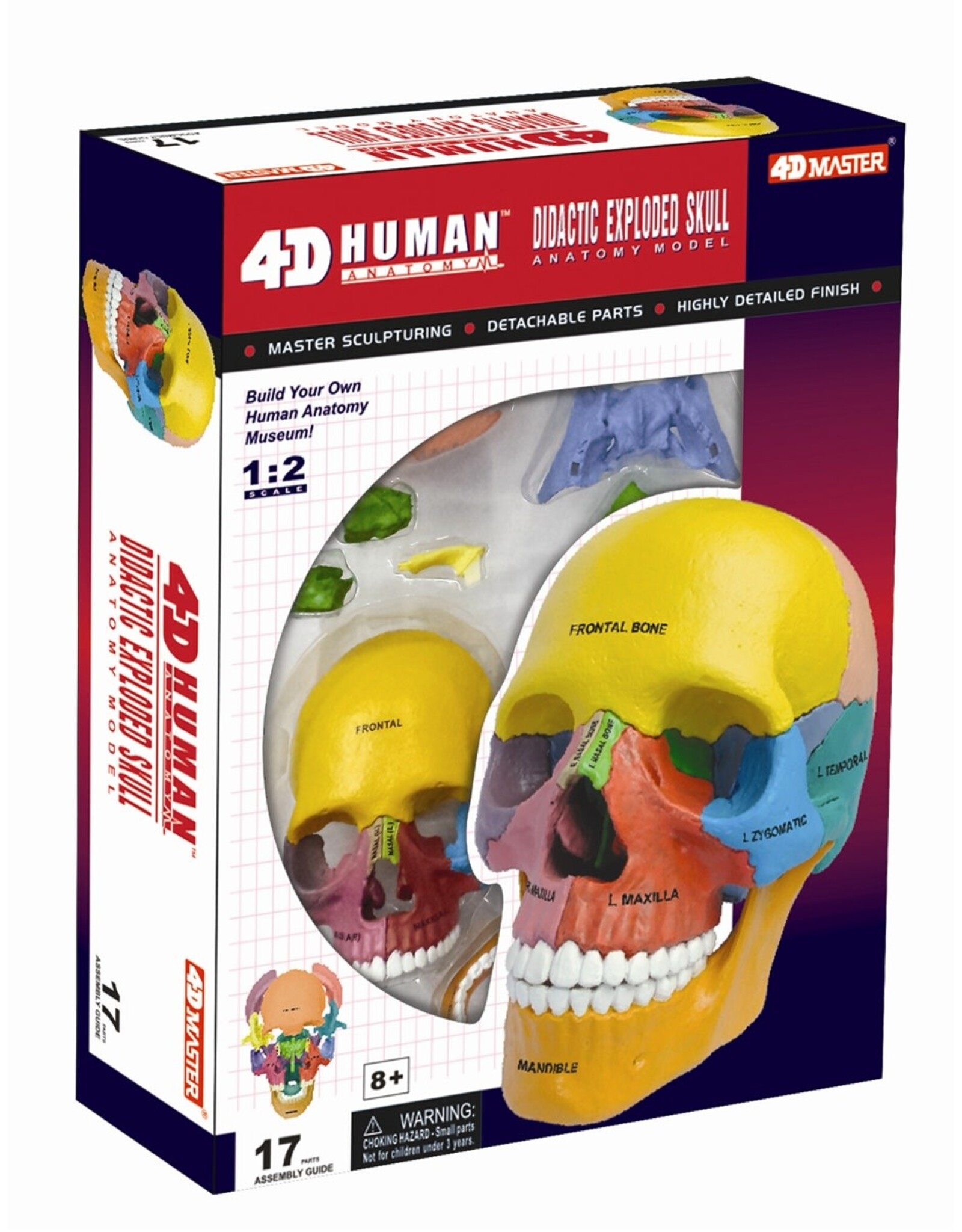 4D Didactic Exploded Human Skull Anatomy Model - 26087