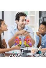 Giant Microbes Giant Microbes Heart Model