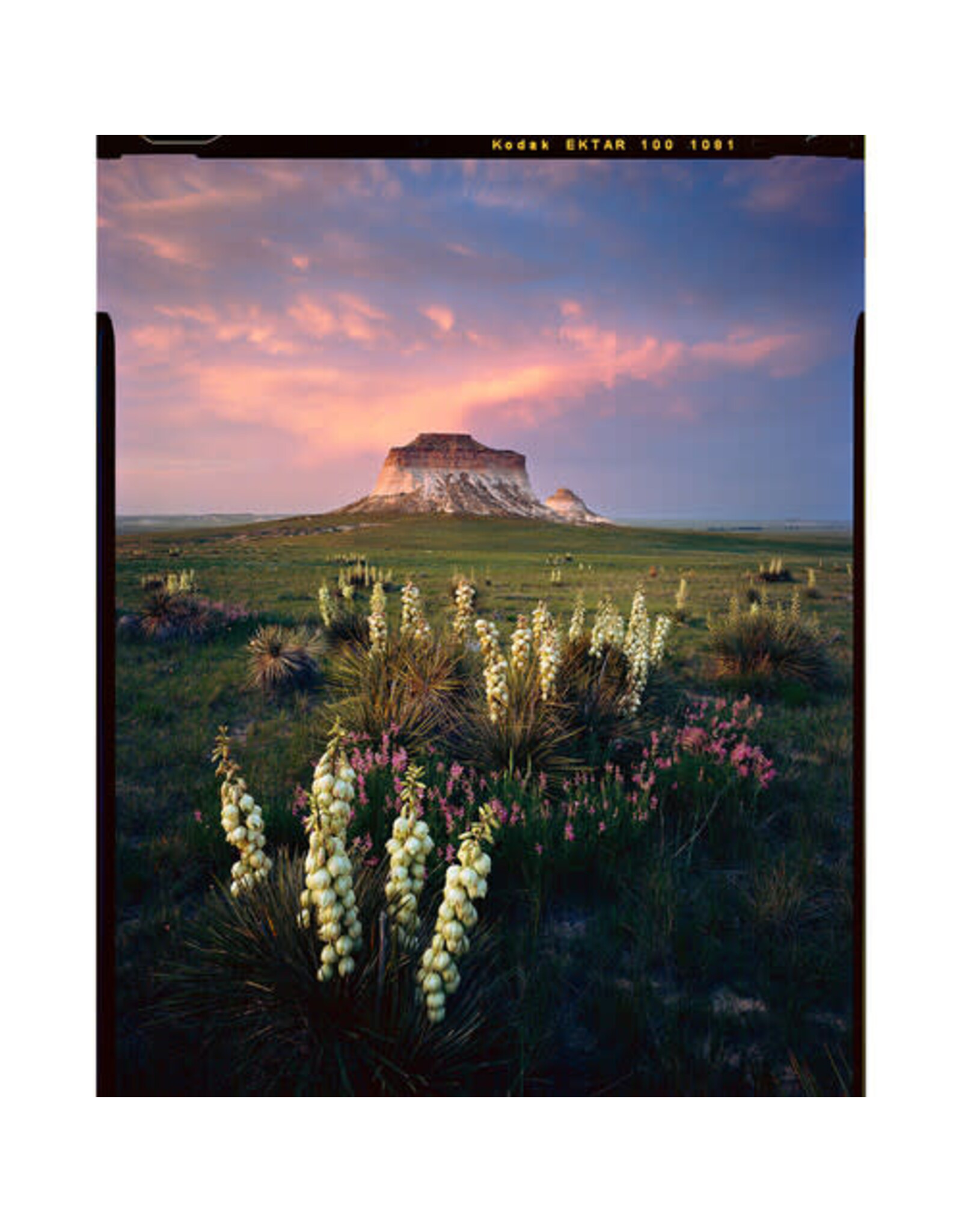 Kodak Ektar 120 Roll Film (single)