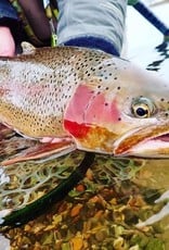 Anglers Covey Local River Trout Fly Assortment
