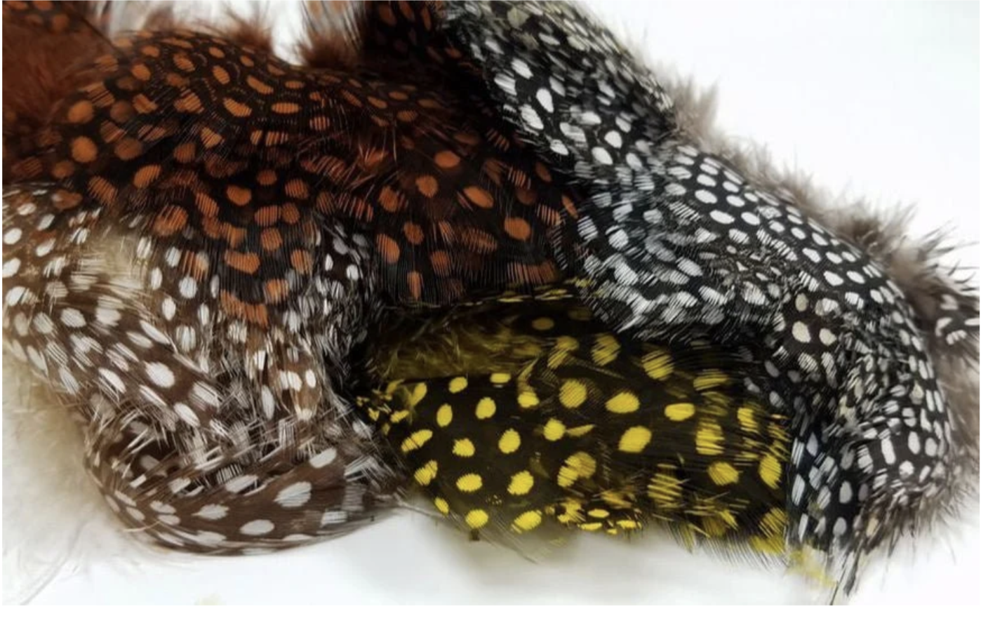 Nature's Spirit Fish Hunter Large Dot Guinea -