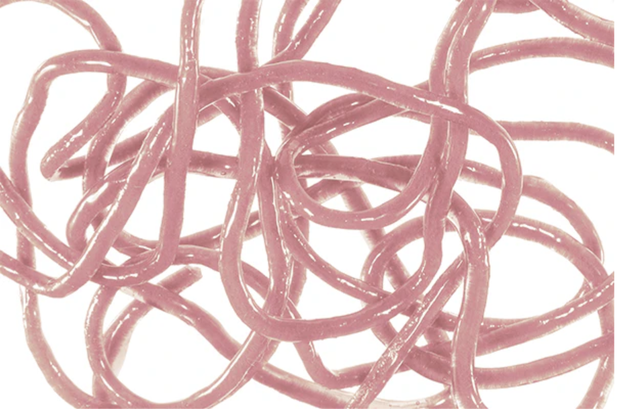 Montana Fly Co MFC Trina's Squirm Material -