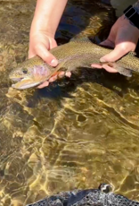 Anglers Covey Local Backcountry Trout Fly Assortment -