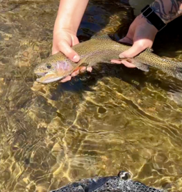 Anglers Covey Local Backcountry Trout Fly Assortment -