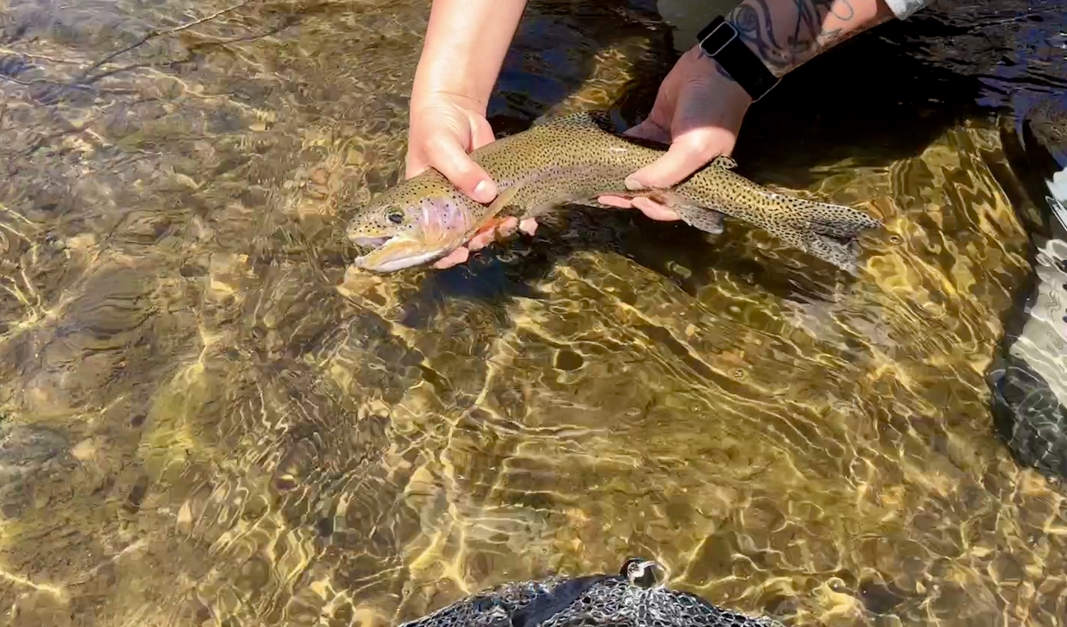 Anglers Covey Local Backcountry Trout Fly Assortment -