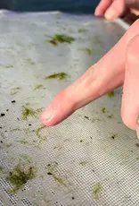 Rising Rising Bug Collection Kit -