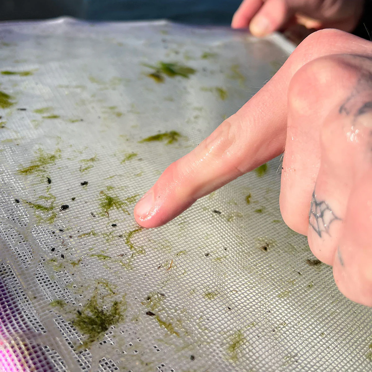 Rising Rising Bug Collection Kit -