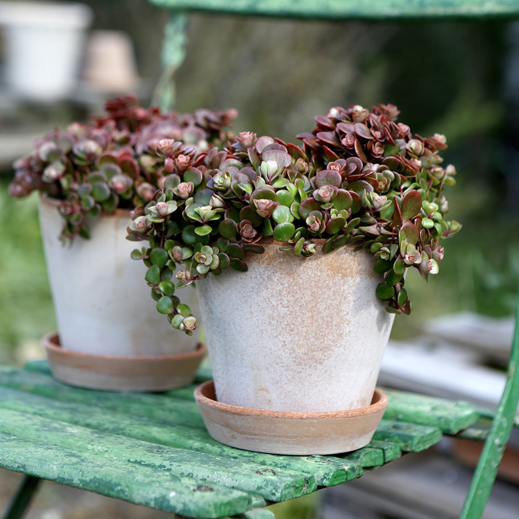 Bergs Potter BERGS POTTER The Julie Pot