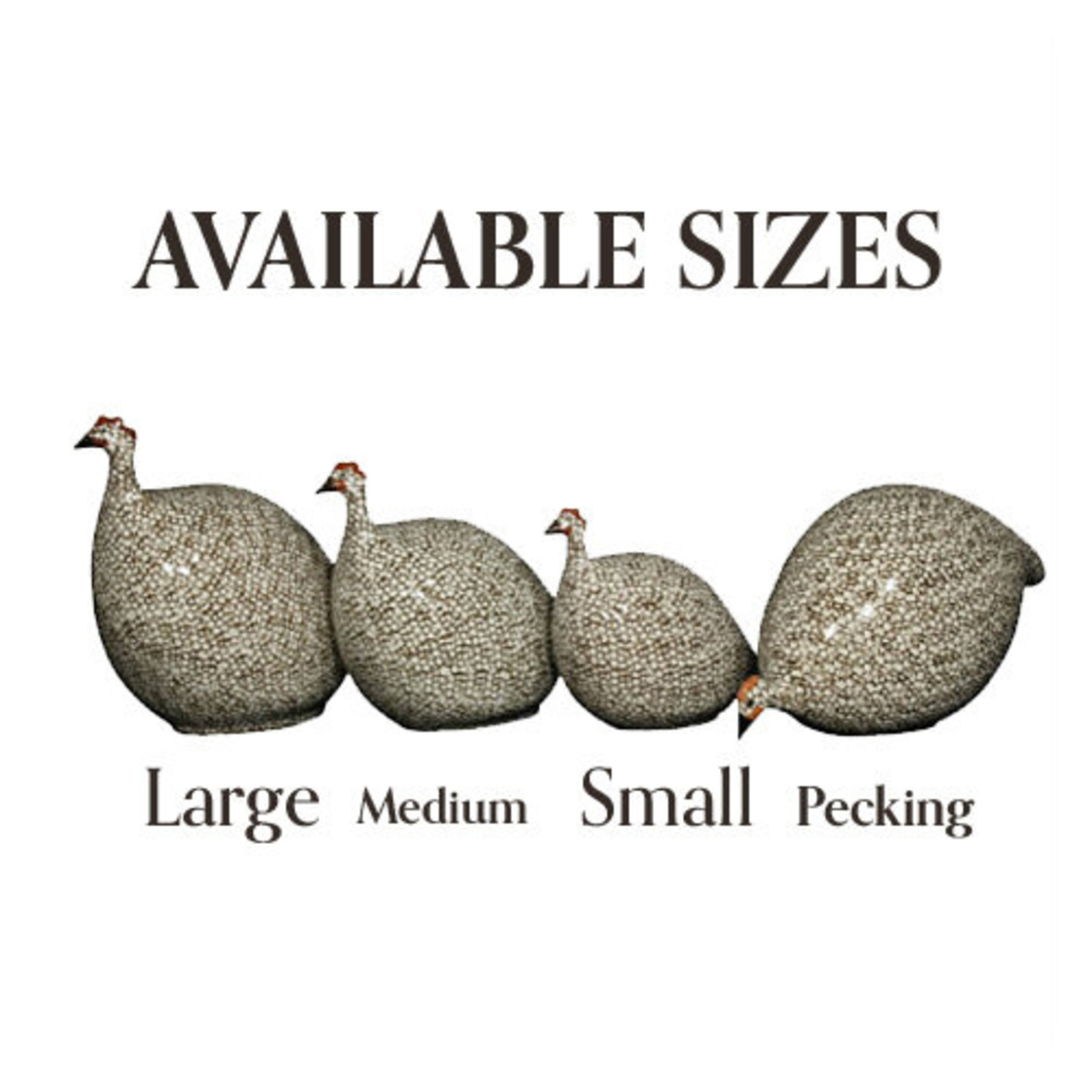 Brown Speckled White French Guinea Hen