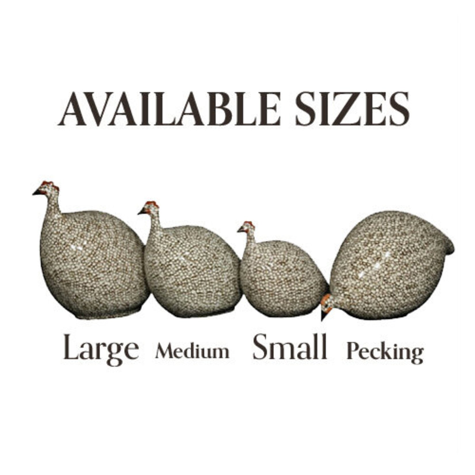 Lussan Brown Speckled White French Guinea Hen