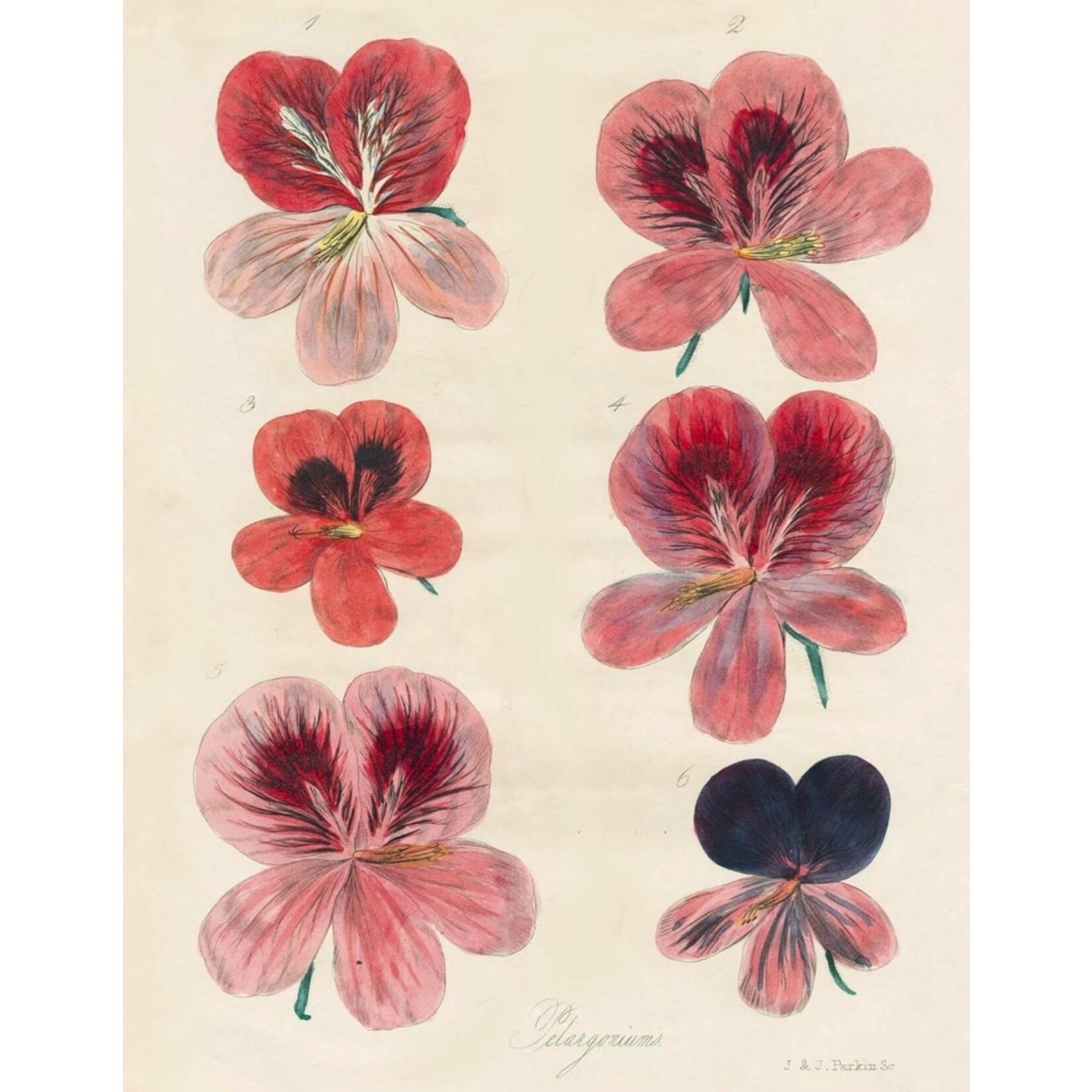 John Derian John Derian Paper Goods: Wrapping Paper & Gift Tags