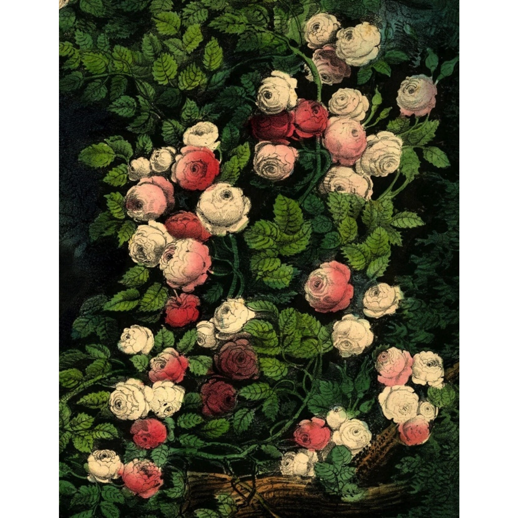 John Derian John Derian Paper Goods: Wrapping Paper & Gift Tags