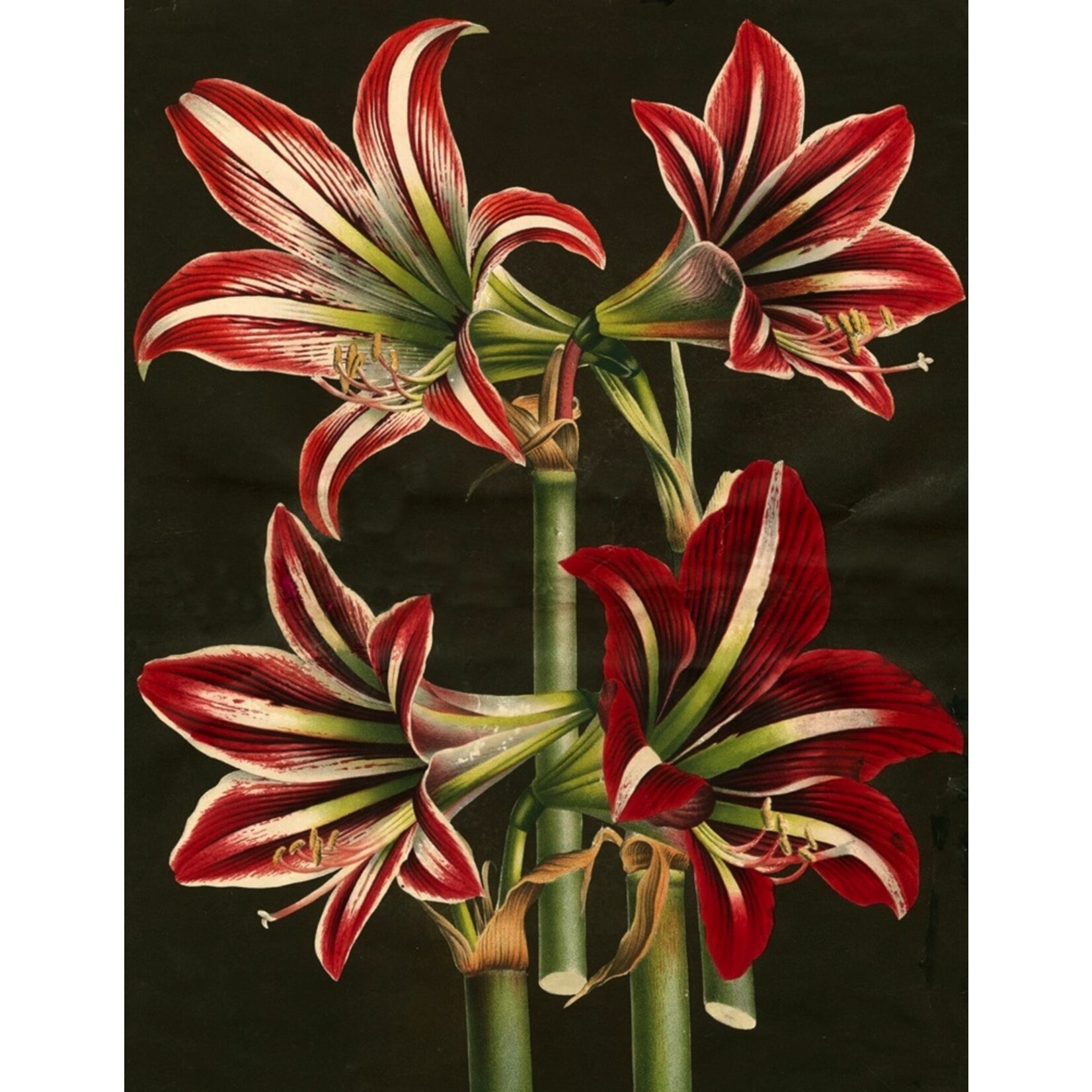 John Derian John Derian Paper Goods: Wrapping Paper & Gift Tags