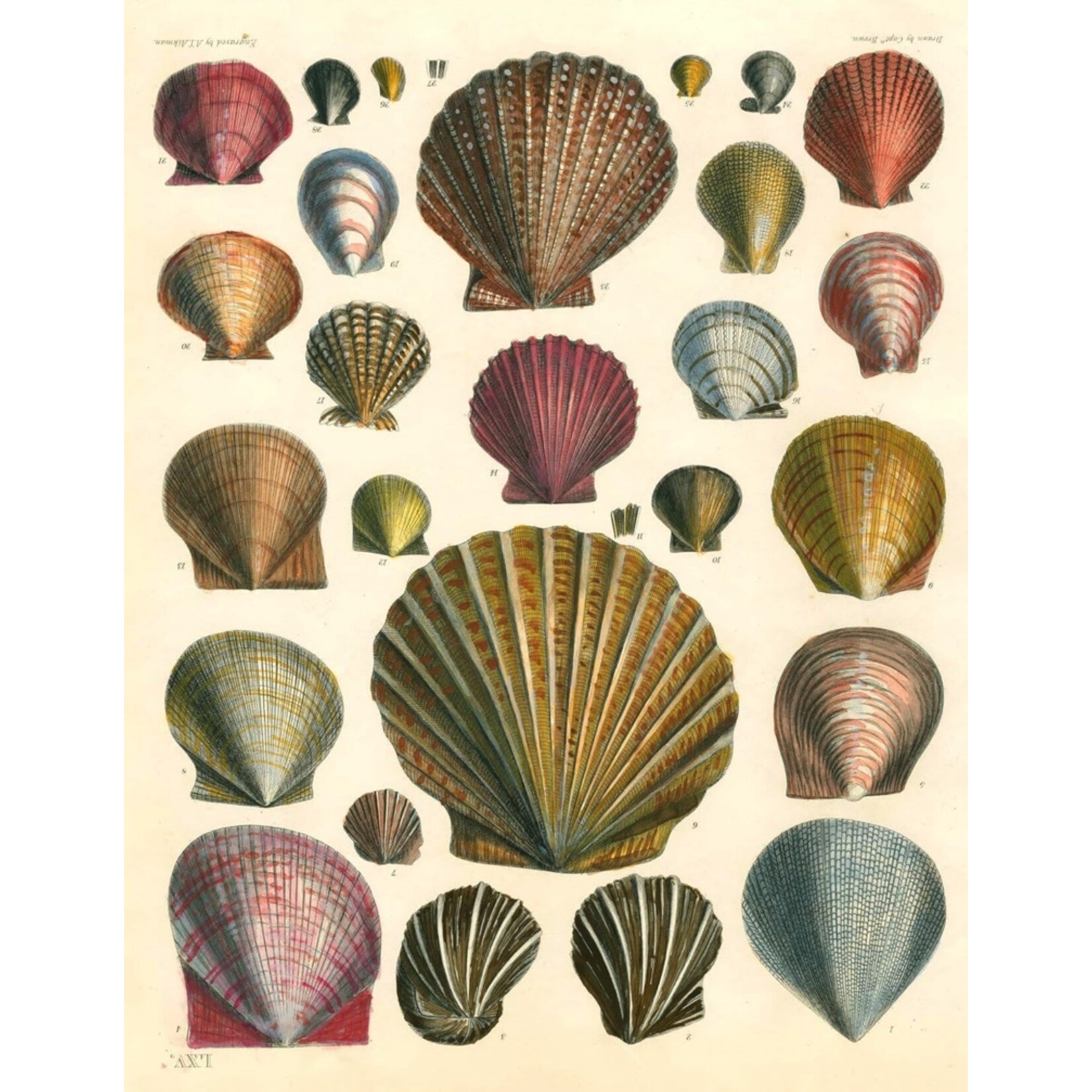 John Derian John Derian Paper Goods: Wrapping Paper & Gift Tags