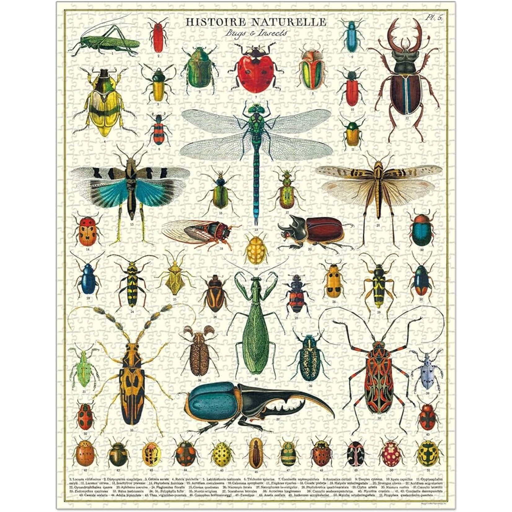 Cavallini 1000 Piece Puzzle Bugs &Insects