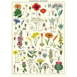 Cavallini & Co. Cavallini Poster/Wrapping Paper