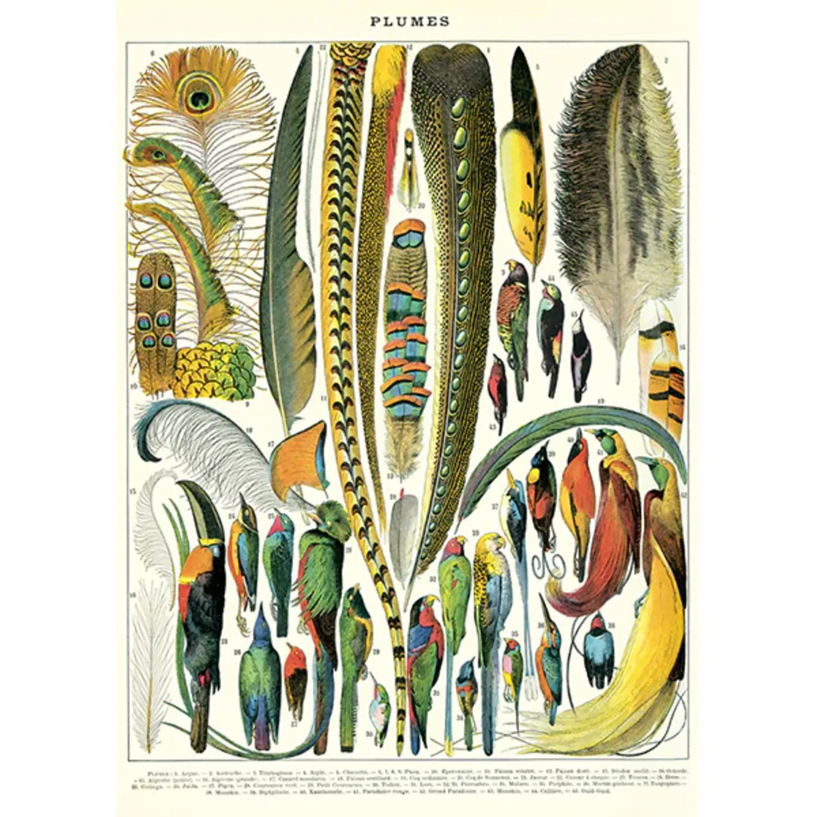 Cavallini & Co. Cavallini Poster/Wrapping Paper