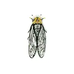 Trovelore TROVELORE Walker's Cicada Brooch
