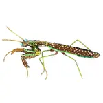 Trovelore TROVELORE Green Mantis Brooch