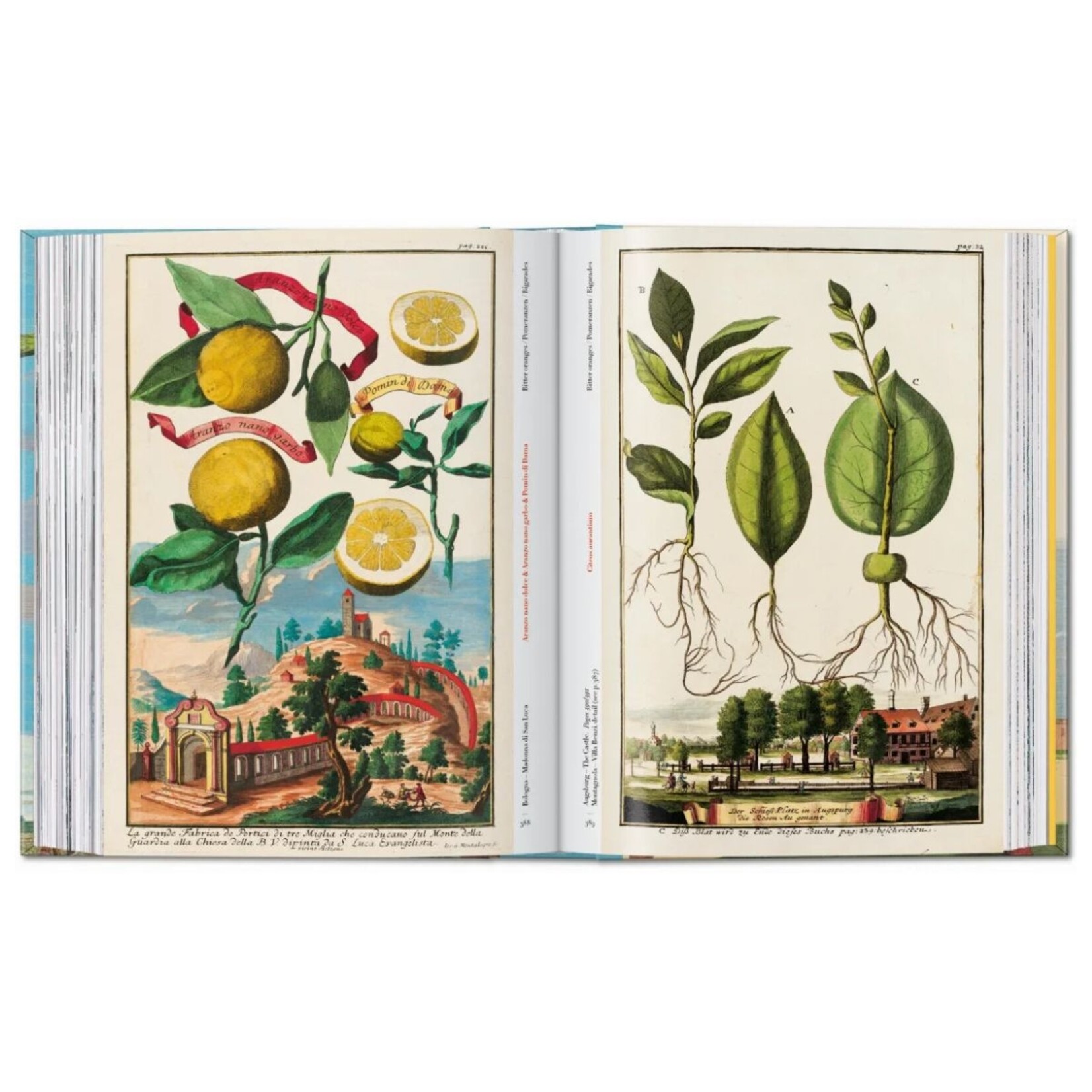 Ingram The Book of Citrus Fruits