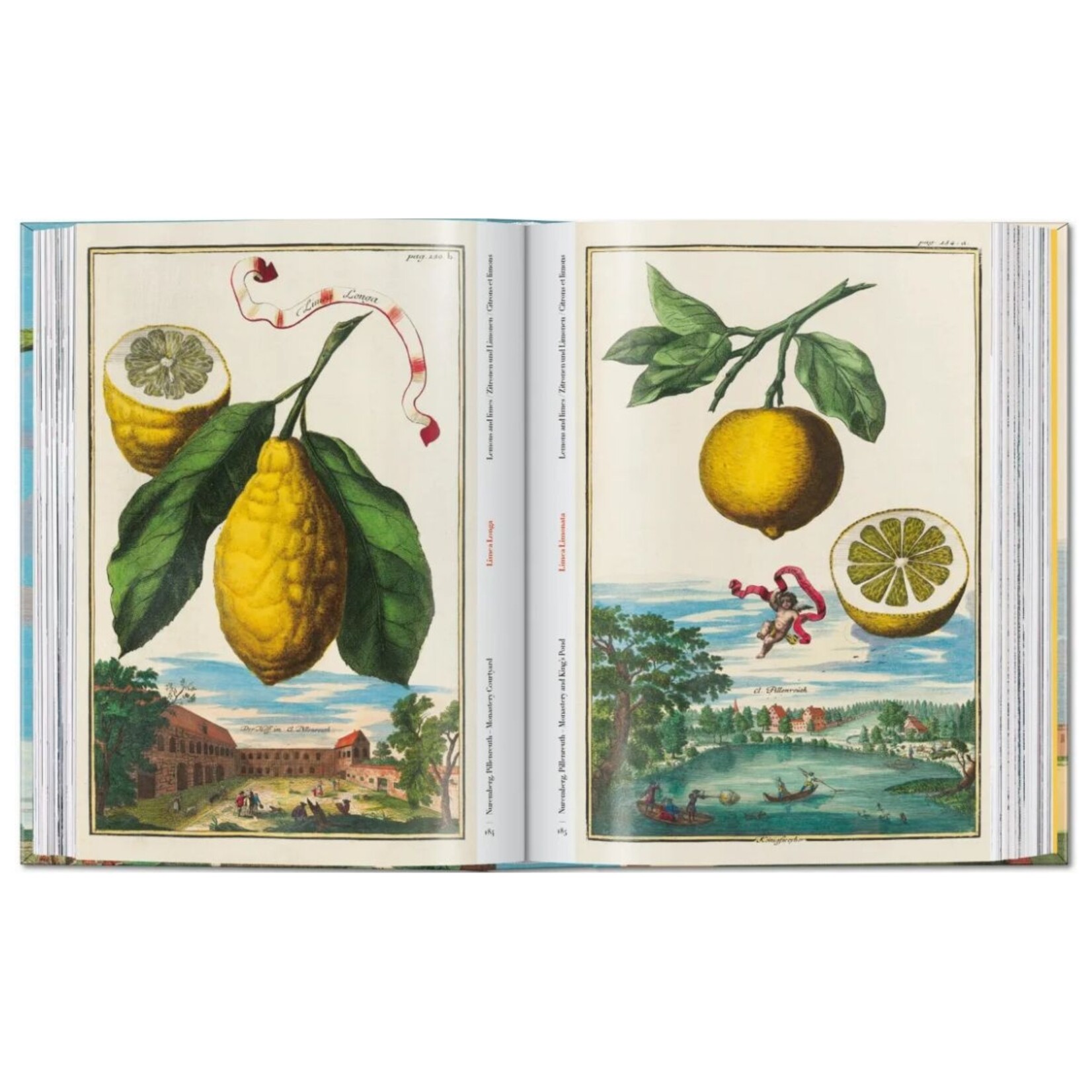 Ingram The Book of Citrus Fruits