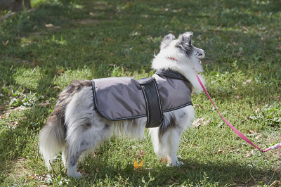 Outdoor Dog Arctic Coat - Grey - XXL