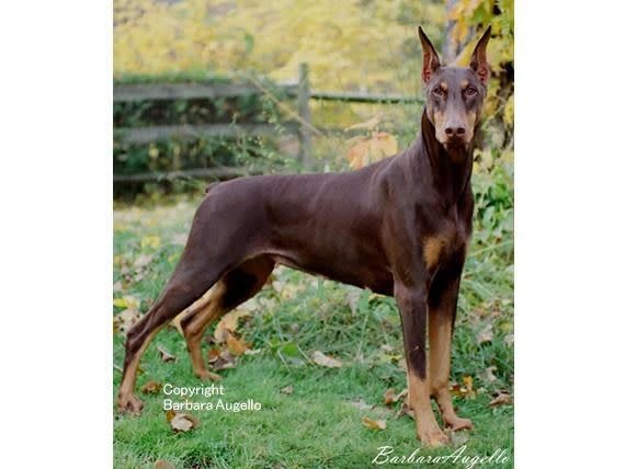 large doberman