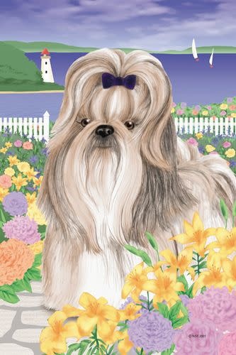 large shih tzu