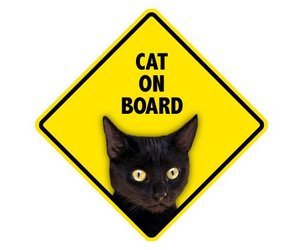 cat on board