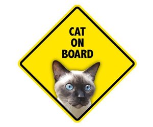 cat on board