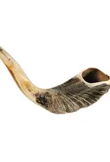 Shofar - Ram Horn - 12”-13"