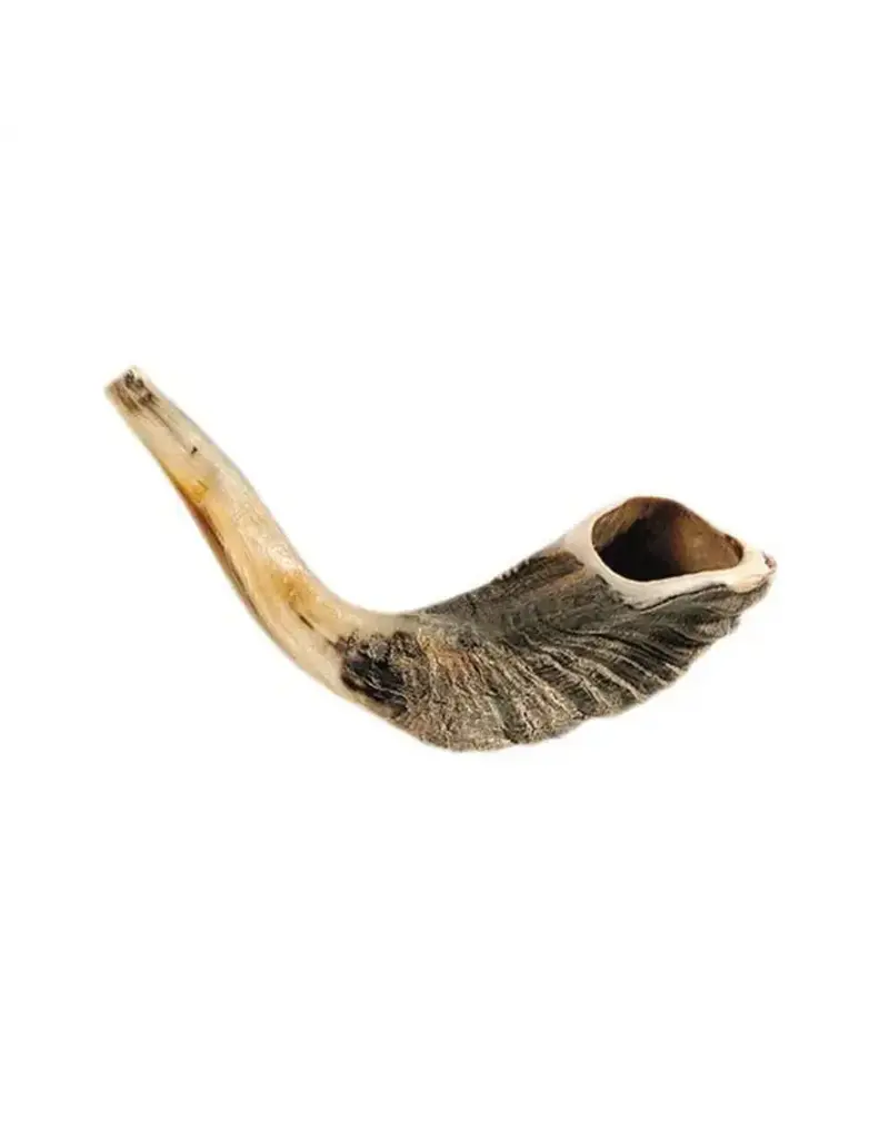 Shofar - Ram Horn - 12”-13"