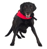 NRS Watersports (Discontinued) CFD Dog Life Jacket