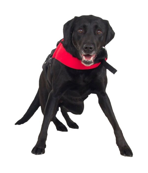 NRS Watersports (Discontinued) CFD Dog Life Jacket