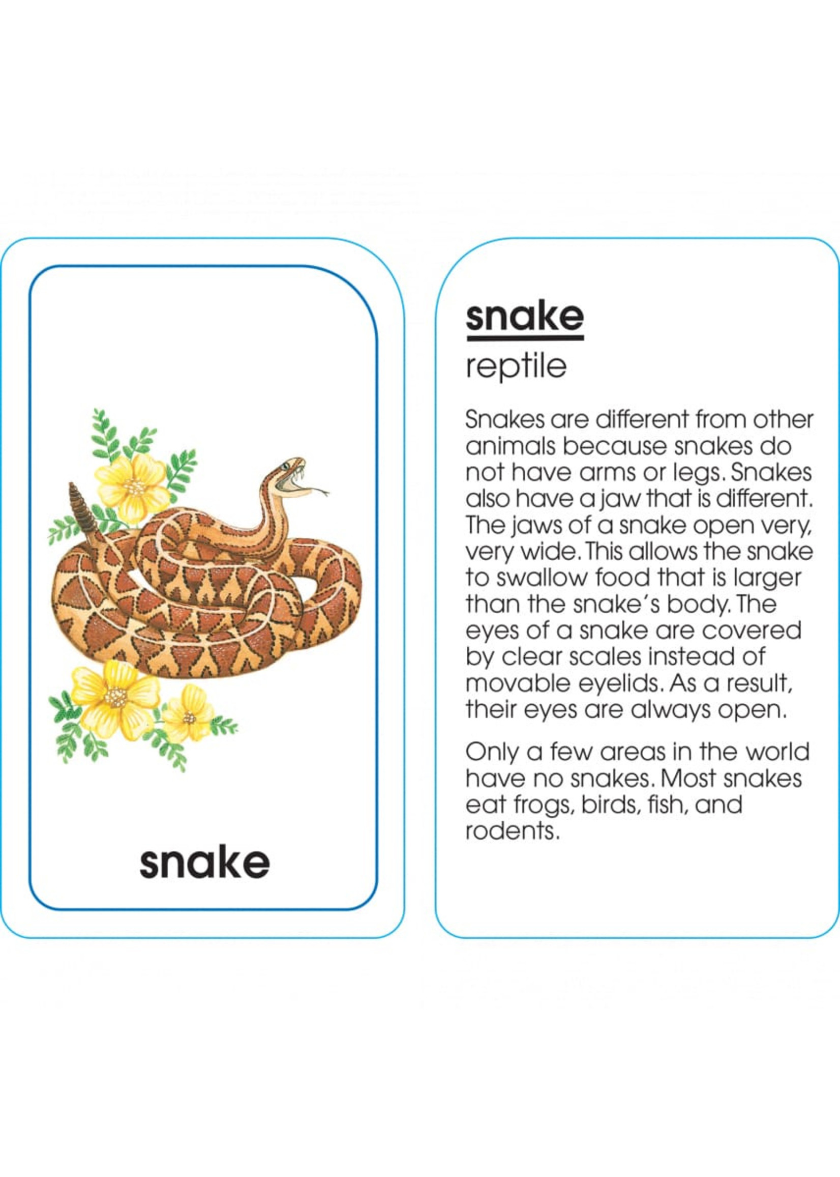 School Zone Publishing Company Animals of All Kinds Flash Cards