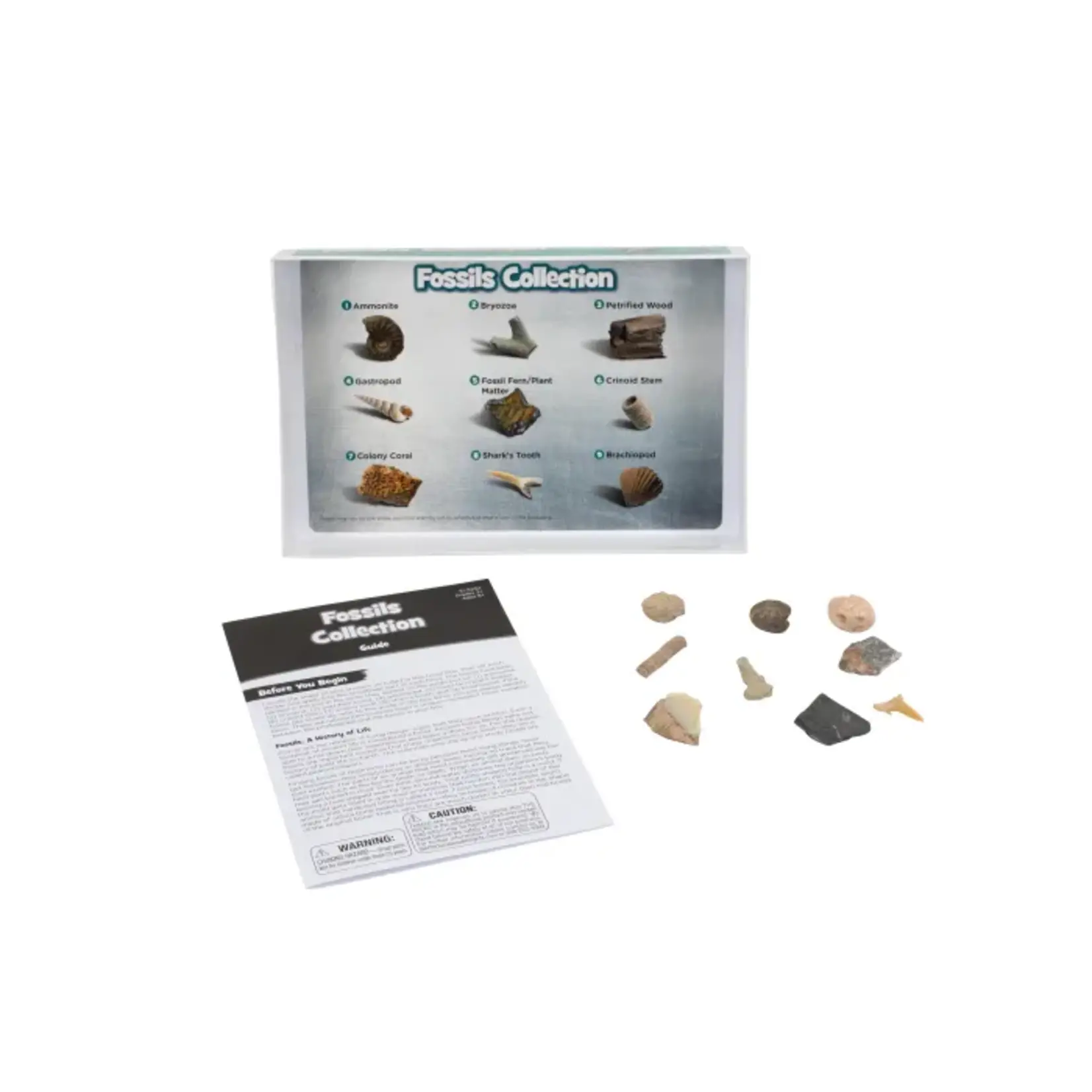 Educational Insights Fossil collection