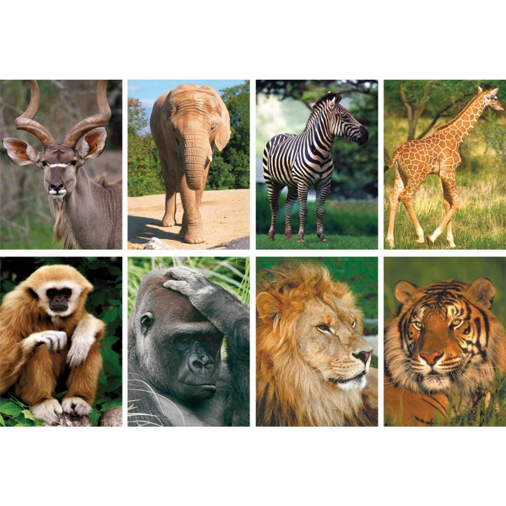 Wildlife Mini Puzzels