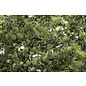 Woodland Scenics F1133 Fine-Leaf Foliage, Olive Green
