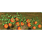 JTT 95531 Pumpkins 1-3/8 Length, 6/pk HO