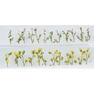 JTT 95544 Daisies 24/pk, O Scale