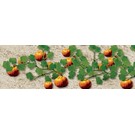 JTT 95532 Pumpkins, O Scale, 2.5" tall