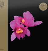 Opeth - Orchid