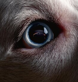 Roger Waters – The Dark Side Of The Moon Redux