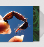 Squid – Cowards