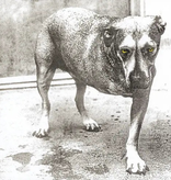 Alice In Chains – Alice In Chains (CD)