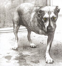 Alice In Chains - Alice In Chains (30th Anniversary Edition)