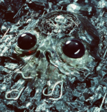 King Gizzard & The Lizard Wizard - Alien Metal